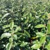 Elaeagnus Ebbingei Compacta - Chalef -Promesse de Fleurs Magasin Elaeagnus ebbingei Compacta 84055 1