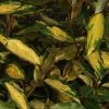 Elaeagnus Ebbingei Eleador - Chalef -Promesse de Fleurs Magasin Elaeagnus ebbingei Eleador 84048 1