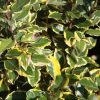 Elaeagnus X Ebbingei Viveleg - Chalef 2 Elaeagnus X Ebbingei Viveleg - Chalef -Promesse de Fleurs Magasin Elaeagnus x ebbingei Viveleg 1000992 1 1