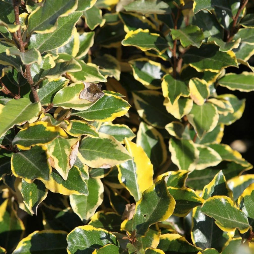 Elaeagnus X Ebbingei Viveleg - Chalef 3 Elaeagnus X Ebbingei Viveleg - Chalef