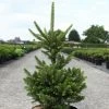 Picea Abies Will's Zwerg - Épicéa Commun -Promesse de Fleurs Magasin Epicea commun Picea abies Will s Zwerg IF 1002732 1