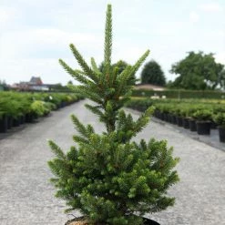 Picea Abies Will's Zwerg - Épicéa Commun