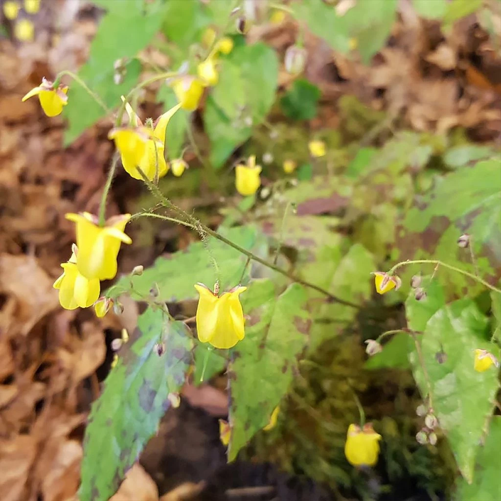 Epimedium Hybride Sunny And Share - Fleur Des Elfes 3 Epimedium Hybride Sunny And Share - Fleur Des Elfes
