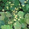 Epimedium Platypetalum, Fleur Des Elfe 2 Epimedium Platypetalum, Fleur Des Elfe -Promesse de Fleurs Magasin Epimedium platypetalum 8978 1