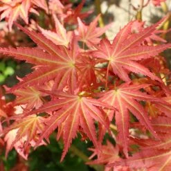 Erable Du Japon - Acer Palmatum Brown Sugar