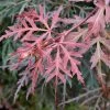 Erable Du Japon - Acer Palmatum Dissectum Orangeola -Promesse de Fleurs Magasin Erable du Japon Acer palmatum Dissectum Orangeola IF 18995 1