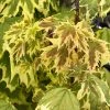 Erable Plane - Acer Platanoides Drummondii -Promesse de Fleurs Magasin Erable plane Acer platanoides Drummondii copyright 8392911 1