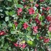 Escallonia Hybride Red Dream -Promesse de Fleurs Magasin Escallonia hybride Red Dream 84062 1