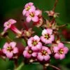 Escallonia Rubra Macrantha -Promesse de Fleurs Magasin Escallonia rubra macrantha 84064 1