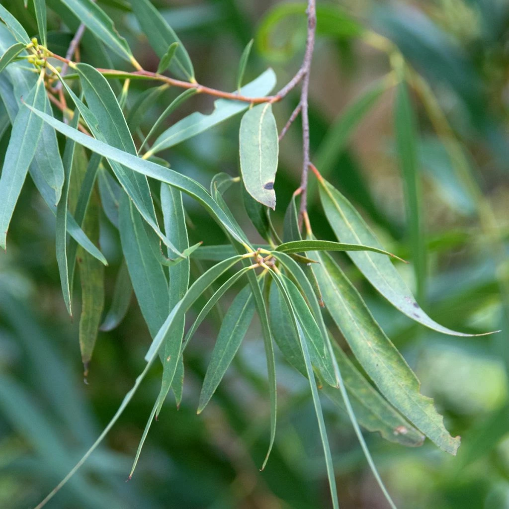 Eucalyptus Approximans - Mallee De Barren Mountain 3 Eucalyptus Approximans - Mallee De Barren Mountain