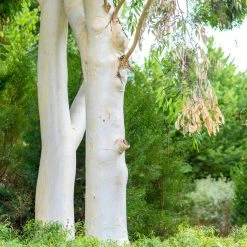 Eucalyptus Dalrympleana - Gommier Blanc Des Montagnes