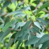 Eucalyptus Saxatilis - Mallée Des Rochers -Promesse de Fleurs Magasin Eucalyptus saxatilis Mallee des rochers V 18858 1