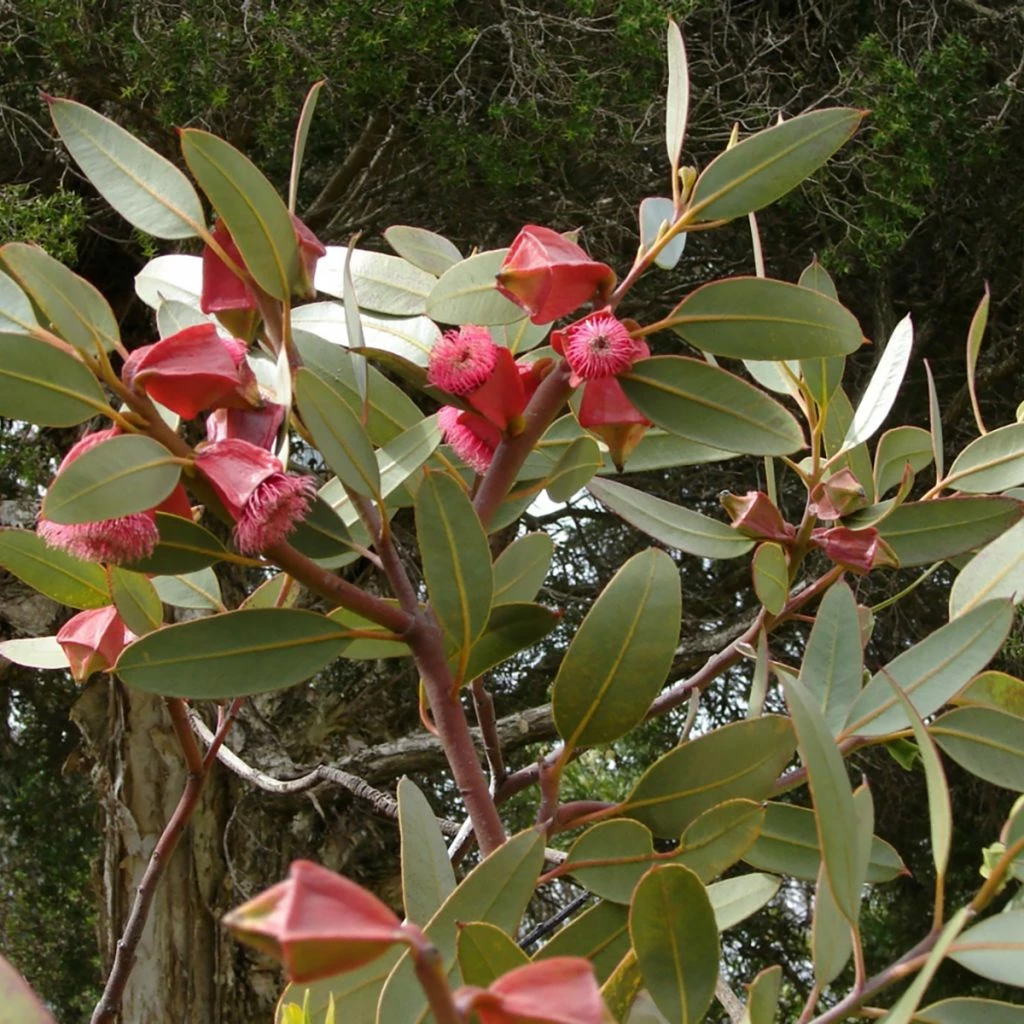 Eucalyptus Tetraptera - Mallée à Quatre Ailes Ou à Fruits Carrés 3 Eucalyptus Tetraptera - Mallée à Quatre Ailes Ou à Fruits Carrés