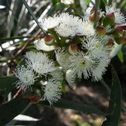 Eucalyptus Gregsoniana Ou Pauciflora Var. Nana - Gommier Des Neiges