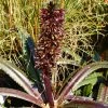 Eucomis Freckles - Eucomide Panachée 2 Eucomis Freckles - Eucomide Panachée -Promesse de Fleurs Magasin Eucomis Freckles V 5029 1