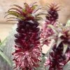 Eucomis Vandermerwei - Eucomide Panachée -Promesse de Fleurs Magasin Eucomis vandermerwei 4176 1