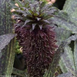 Eucomis Vandermerwei Octopus