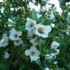 Eucryphia Intermedia Rostrevor -Promesse de Fleurs Magasin Eucryphia intermedia Rostrevor 781697 1