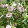 Eucryphia Lucida Ballerina -Promesse de Fleurs Magasin Eucryphia lucida Ballerina eucryphia luisant V 16660 1