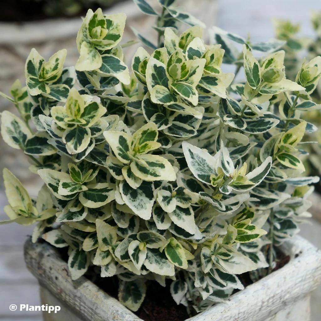 Euonymus Fortunei Dan's Delight - Fusain Persistant 3 Euonymus Fortunei Dan's Delight - Fusain Persistant