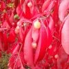 Euonymus Grandiflorus Red Wine - Fusain -Promesse de Fleurs Magasin Euonymus grandiflorus Red Wine 85244 1