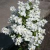 Exochorda Racemosa Magical Springtime -Promesse de Fleurs Magasin Exochorda Magical Springtime 82317 1