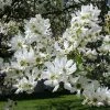 Exochorda Serratifolia Snow White - Arbre Aux Perles