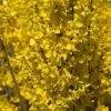 Forsythia Intermedia Week-end - Mimosa De Paris -Promesse de Fleurs Magasin FORSYTHIA INTERMEDIA WEEK END 781619 1