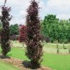 Fagus Sylvatica Dawyck Purple - Hêtre Fastigié Pourpre 1 Fagus Sylvatica Dawyck Purple - Hêtre Fastigié Pourpre -Promesse de Fleurs Magasin Fagus sylvatica Dawyck Purple 87262 1