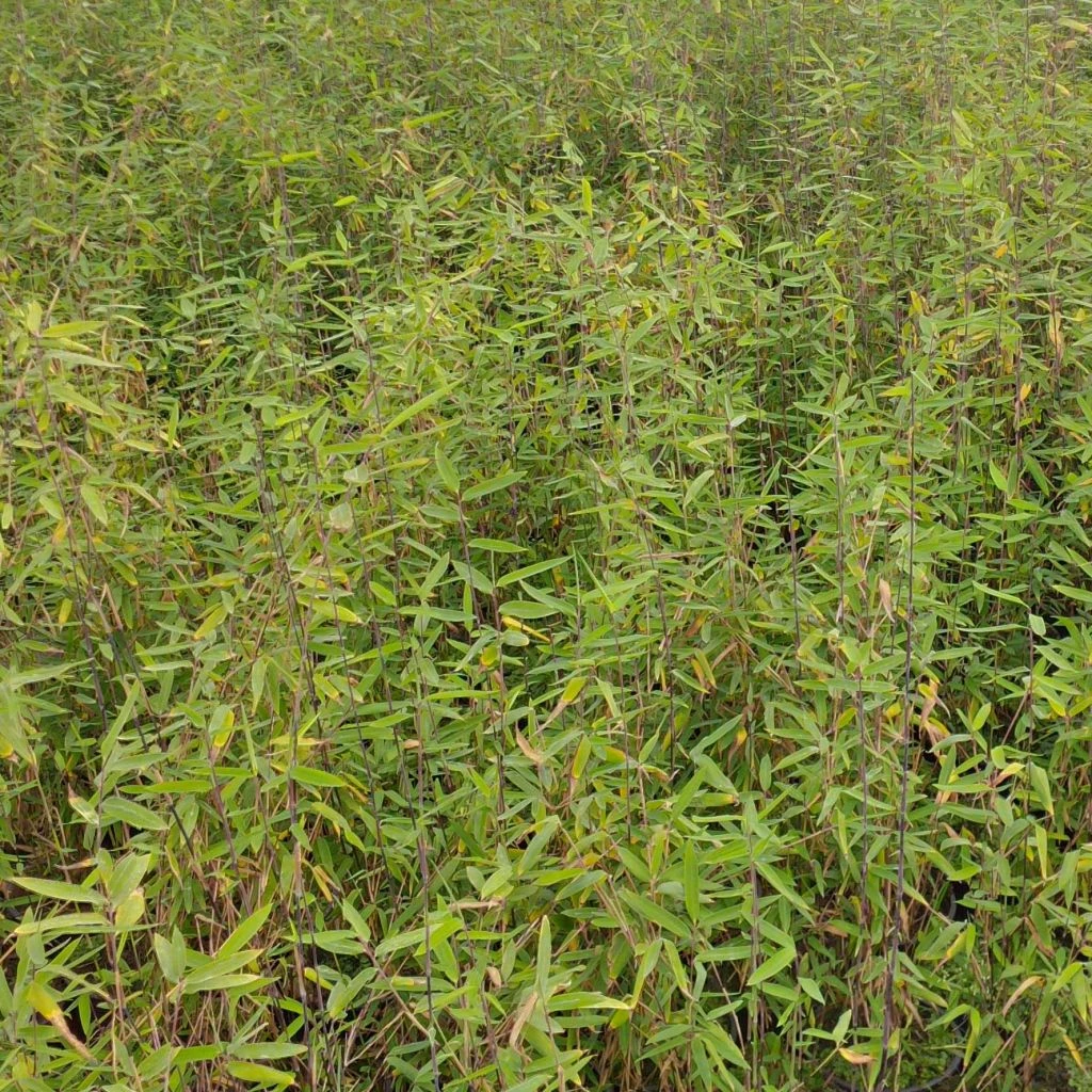 Fargesia Demissa Gerry - Bambou Non Traçant 3 Fargesia Demissa Gerry - Bambou Non Traçant