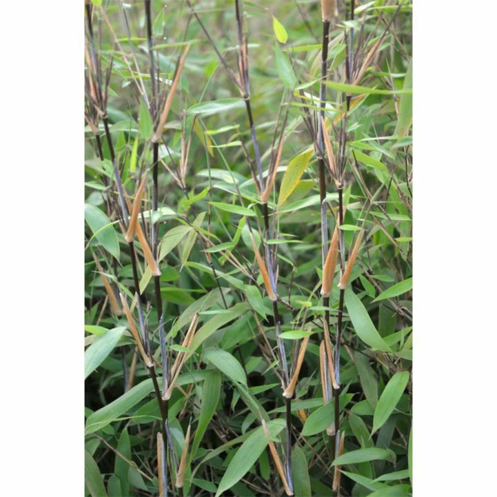Fargesia Nitida Great Wall - Bambou Non Traçant 3 Fargesia Nitida Great Wall - Bambou Non Traçant