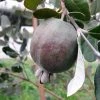 Feijoa Ou Acca Sellowiana Apollo - Goyavier Du Brésil -Promesse de Fleurs Magasin Feijoa ou Acca sellowiana Apollo Goyavier du Bresil IF 180081 1