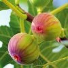 Figuier Firoma - Ficus Carica -Promesse de Fleurs Magasin Figuier Firoma Ficus carica IF 178991 1