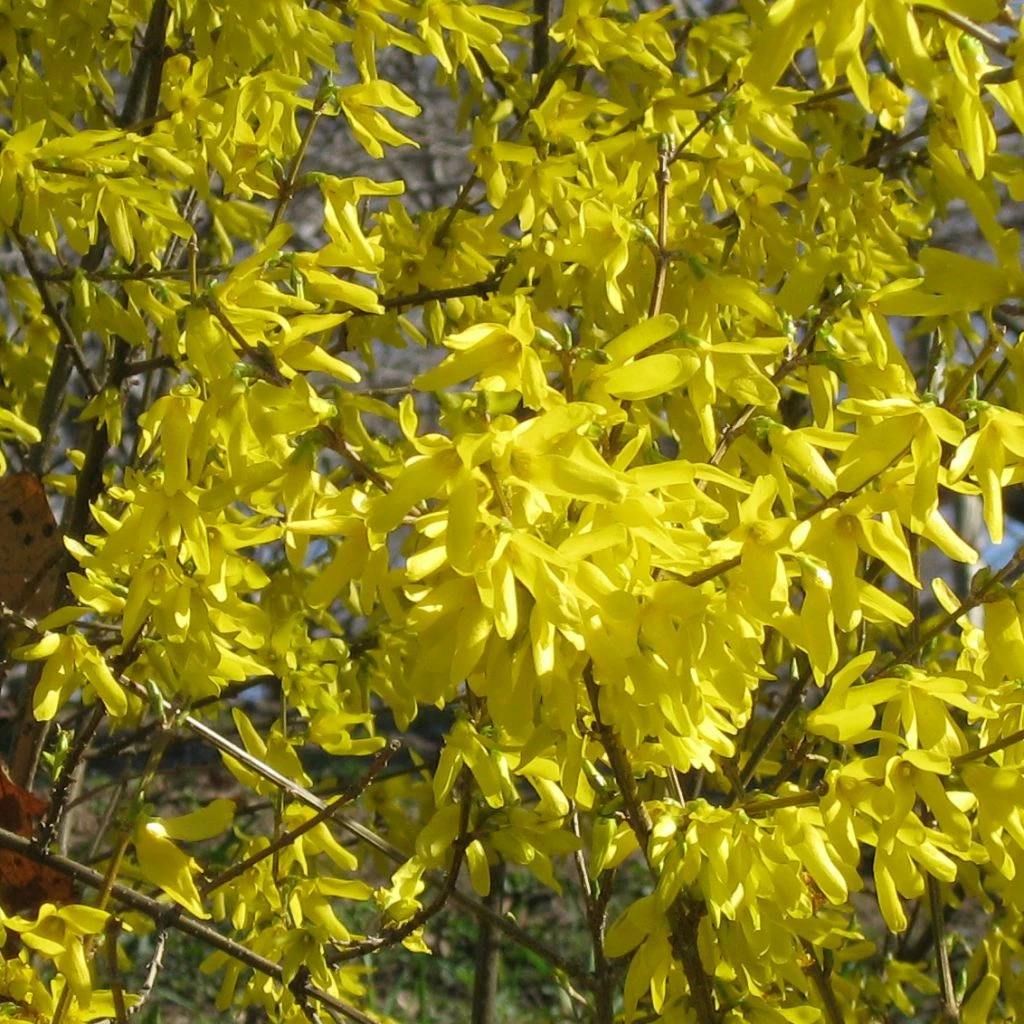 Forsythia Nimbus - Mimosa De Paris Nain 3 Forsythia Nimbus - Mimosa De Paris Nain
