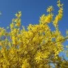 Forsythia X Intermedia Gold Rausch - Mimosa De Paris -Promesse de Fleurs Magasin Forsythia x intermedia Gold Rausch 100111 1