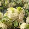 Fothergilla Gardenii -Promesse de Fleurs Magasin Fothergilla gardenii copyright 84079 1