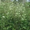 Fothergilla Major - Grand Fothergilla -Promesse de Fleurs Magasin Fothergilla major 781622 1