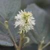 Fothergilla Intermedia Blue Shadow -Promesse de Fleurs Magasin Fothergilla major Blue Shadow 9557 1