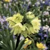 Fritillaria Raddeana - Couronne Impériale -Promesse de Fleurs Magasin Fritillaire imperiale Raddeana 54587 1