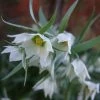 Fritillaria Bucharica -Promesse de Fleurs Magasin Fritillaria bucharica 80533 1