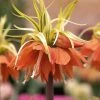 Fritillaire Imperialis Aureomarginata - Couronne Impériale -Promesse de Fleurs Magasin Fritillaria imperiale Aureomarginata 54589 1