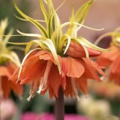Fritillaire Imperialis Aureomarginata - Couronne Impériale
