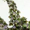 Fritillaria Persica Green Dreams - Fritillaire De Perse -Promesse de Fleurs Magasin Fritillaria persica Green Dreams 15325 1