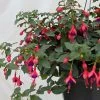 Fuchsia Rustique Mrs Popple 1 Fuchsia Rustique Mrs Popple -Promesse de Fleurs Magasin Fuchsia rustique Mrs Popple 86019 1