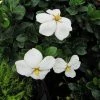 Gardenia Jasminoides Kleim's Hardy 2 Gardenia Jasminoides Kleim's Hardy -Promesse de Fleurs Magasin Gardenia Kleims Hardy ld Wallygrom 9558 1