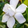 Gardenia Jasminoides Summer Snow. 2 Gardenia Jasminoides Summer Snow. -Promesse de Fleurs Magasin Gardenia jasminoides Summer snow copyright 833261 1