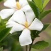 Gardenia Jasminoides Sweet Star First Editions -Promesse de Fleurs Magasin Gardenia jasminoides Sweet Star First Editions copyright 182961 1