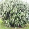 Garrya Elliptica James Roof -Promesse de Fleurs Magasin Garrya elliptica James Roof 84082 1