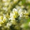 Genêt Précoce - Cytisus X Praecox 1 Genêt Précoce - Cytisus X Praecox -Promesse de Fleurs Magasin Genet precoce Cytisus x praecox LD 1000961 1