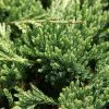 Genévrier Horizontal - Juniperus Horizontalis Prince Of Wales 1 Genévrier Horizontal - Juniperus Horizontalis Prince Of Wales -Promesse de Fleurs Magasin Genevrier horizontal Juniperus horizontalis Prince Of Wales IF 1001362 1